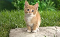 猫咪摔了一下腿瘸了怎么办没有伤口