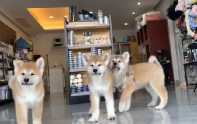狗狗能吃火腿肠吗