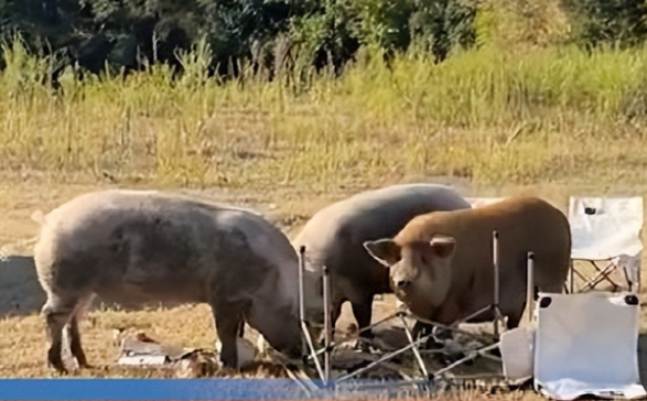野餐中途遇三只猪怎么办