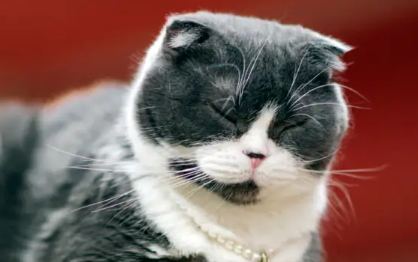 猫藓用什么药膏最有效 猫藓用什么药膏最有效