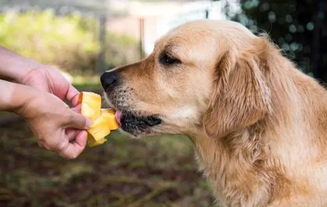 狗狗可不可以吃芒果 狗狗可不可以吃芒果