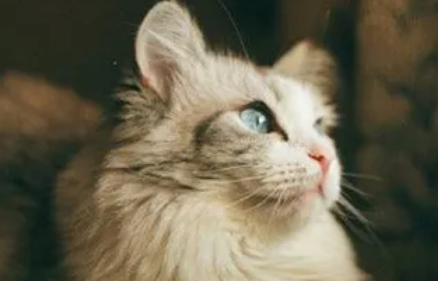 猫能吃干脆面吗