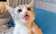 猫吃了驱虫药走路摇摇晃晃的怎么回事