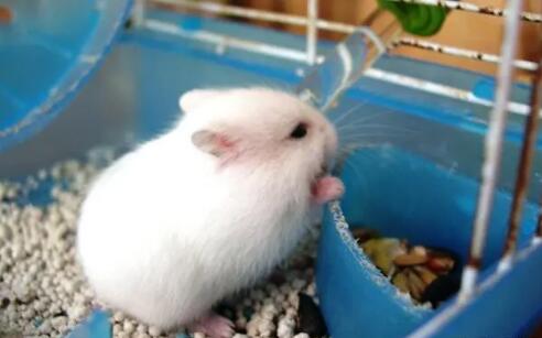 仓鼠能喝自来水吗 仓鼠能喝自来水吗