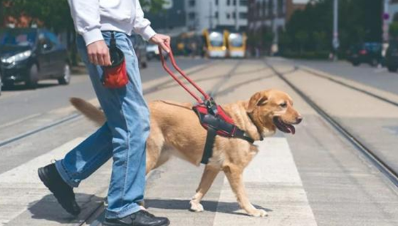 导盲犬知道主人看不见吗