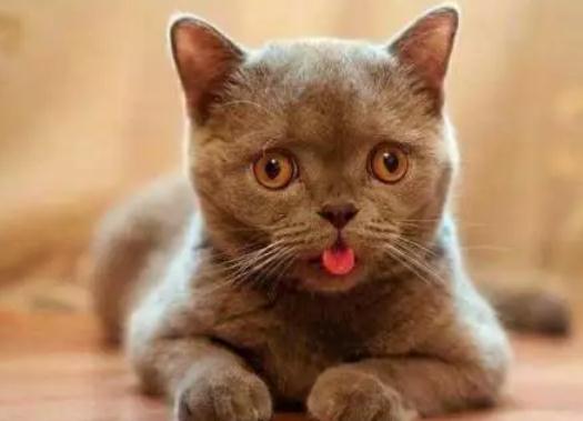 猫咪坐车吐舌头呼吸急促怎么缓解 猫咪坐车吐舌头呼吸急促怎么缓解