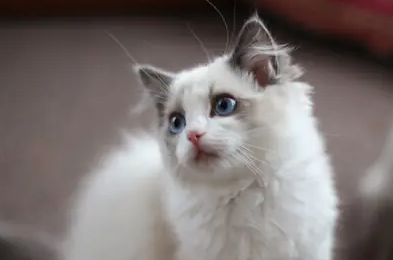 猫在室外能过冬天吗? 猫在室外能过冬天吗?