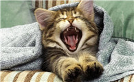 猫咪嘴唇红肿