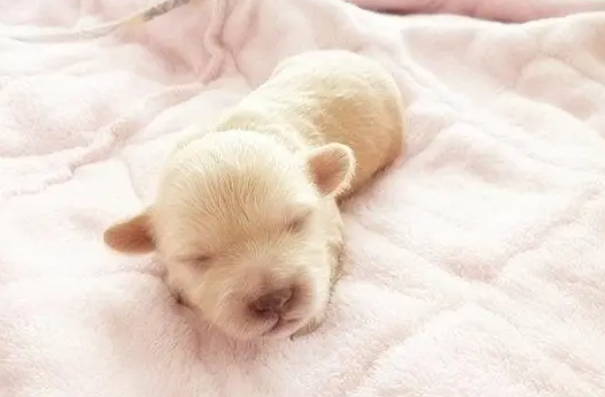 小狗多少天睁眼睛
