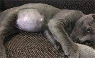 猫传腹症状会拉肚子吗