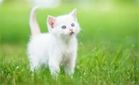 猫咪前爪挠地是什么意思