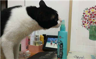 猫咪能闻六神花露水的味道吗