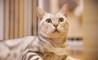 猫尿颜色深褐色怎么办