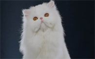 想要饲养波斯猫，不放先来了解下波斯猫的分辨方法