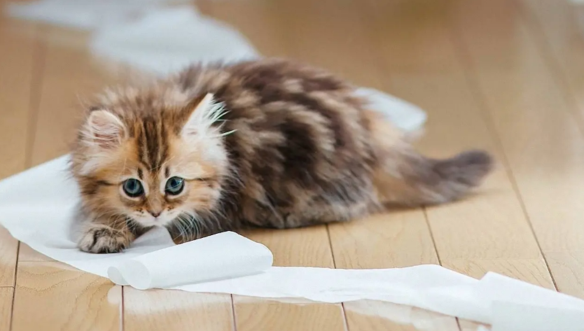 猫发抖不吃东西