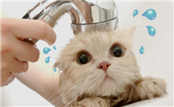 能用沐浴露给猫咪洗澡吗