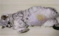 猫传腹的猫需要隔离吗