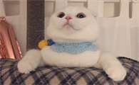 为什么猫毛局部发黄怎么办