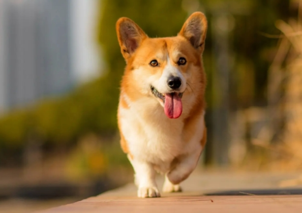 狗狗感冒能自愈吗