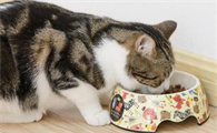 猫吃异物多久能判断是否没事