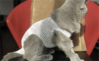 猫绝育手术注意事项及术后护理