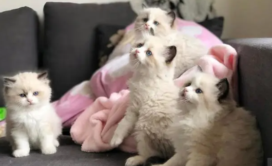 新生小猫每次人工喂奶多少毫升合适 新生小猫每次人工喂奶多少毫升合适
