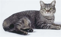 猫咪便便里有血是什么原因造成的