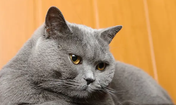 薄荷对猫有危害么 薄荷对猫有危害么