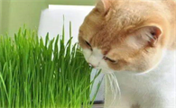 夏天太热怎么给猫咪降温