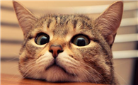 猫咪吃东西就吐怎么办呢