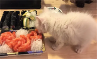 煮熟的三文鱼猫咪不吃怎么办