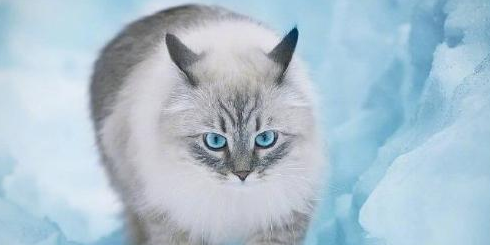 猫咪一天喝多少水是正常的
