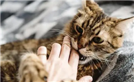 猫咪突然很凶攻击性很强怎么办