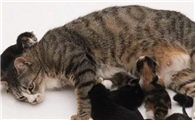 母猫刚生完孩子可以洗澡吗