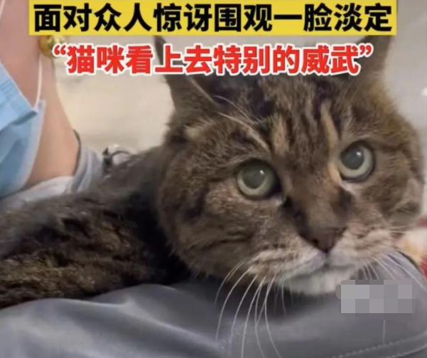 23岁猫咪被众人围观一脸淡定超可爱，网友惊：竟有如此长寿的猫咪