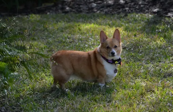 治愈犬有哪几种?有必要了解一下 治愈犬有哪几种?有必要了解一下