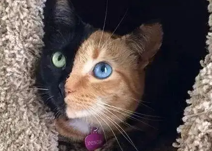 一文带你了解，猫咪异瞳是怎么回事？