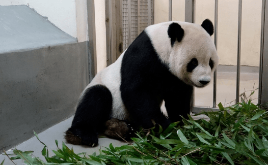 大熊猫“国图”疑有恶性肿瘤用脚拖行前进让人心疼