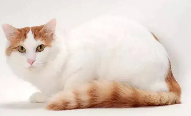 猫绝育线怎么拆