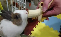 兔子可以吃香蕉吗
