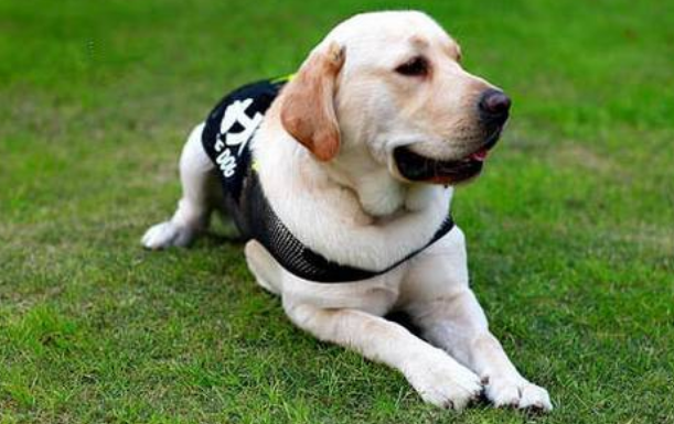 导盲犬怎么知道主人要去哪 导盲犬怎么知道主人要去哪