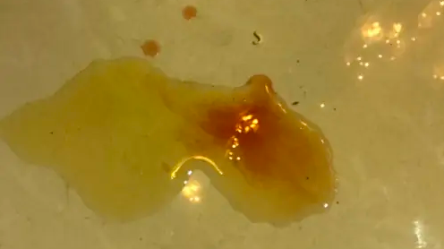 怎么区分狗狗尿血和例假血的区别