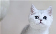小猫不吃饭了没精神咋回事