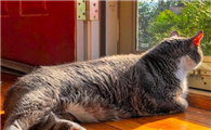 猫咪吃了塑料袋怎么办有事吗