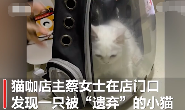 肿瘤晚期主人给猫咖留纸条托付爱猫 自己得了绝症却给猫找了生路实在令人感动