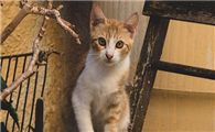 刚出生的小猫夏天需要保暖吗