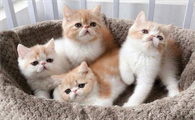 猫老打喷嚏但精神很好怎么回事