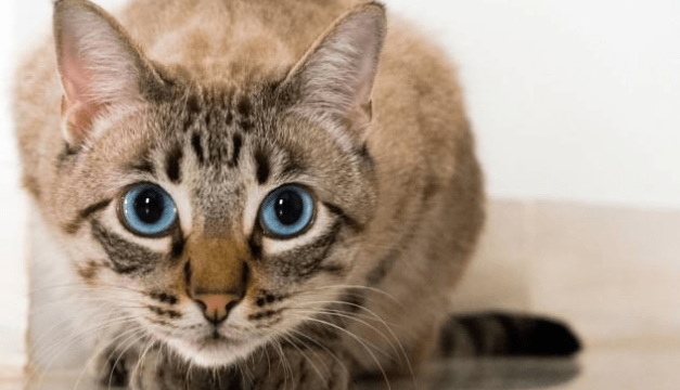 猫咪关节炎症状有哪些 猫咪关节炎症状有哪些