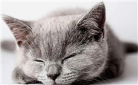 猫有时候打嗝怎么回事