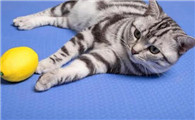 给猫咪接生注意什么事项